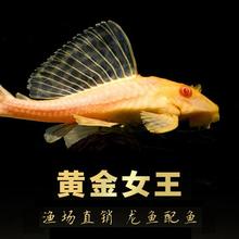 红眼黄金女王清道夫鱼活体女皇大帆异型豹纹吃垃圾鱼热带鱼观赏鱼