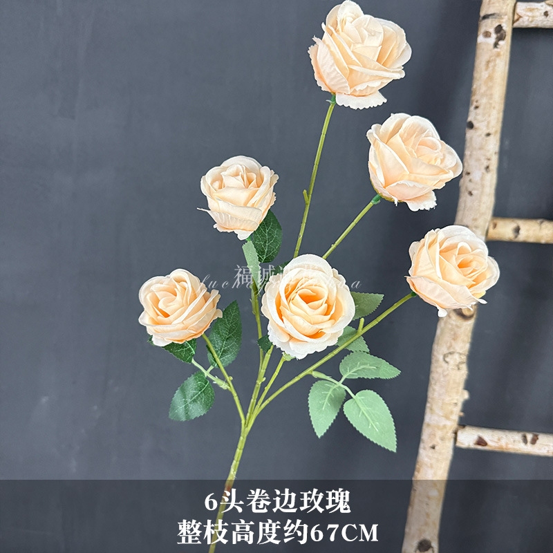 컬링된 장미 6송이