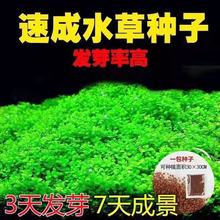 水草种子迷你对叶草幸运草爱情草草速成草坪种子水族箱造景