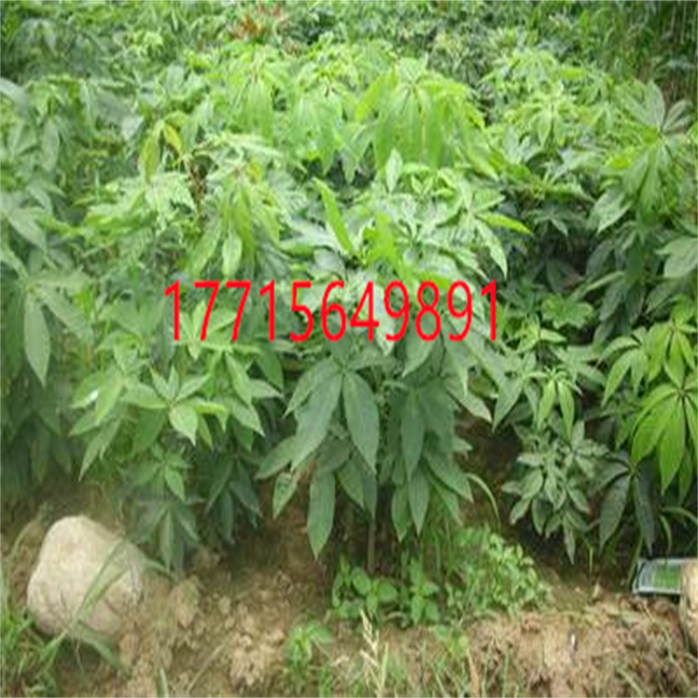 TB2y3DPlb9YBuNjy0FgXXcxcXXa_!!