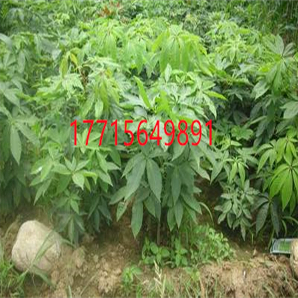 Проект рассады акаштанов Озеленение рассады Дорожная садовая рассада Аутентичные рассады акаштанов