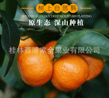 綠色有機沙糖桔 廣西桂林荔浦地域特產，砂糖橘代收，代辦，出口