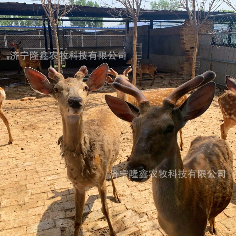 Где можно наблюдать за взрослым пятнистым оленем