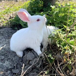 ���BС���������m�����r��ɫ��������w�ɷ�ֳ��ʳ�ÿ��^�p��ĸ