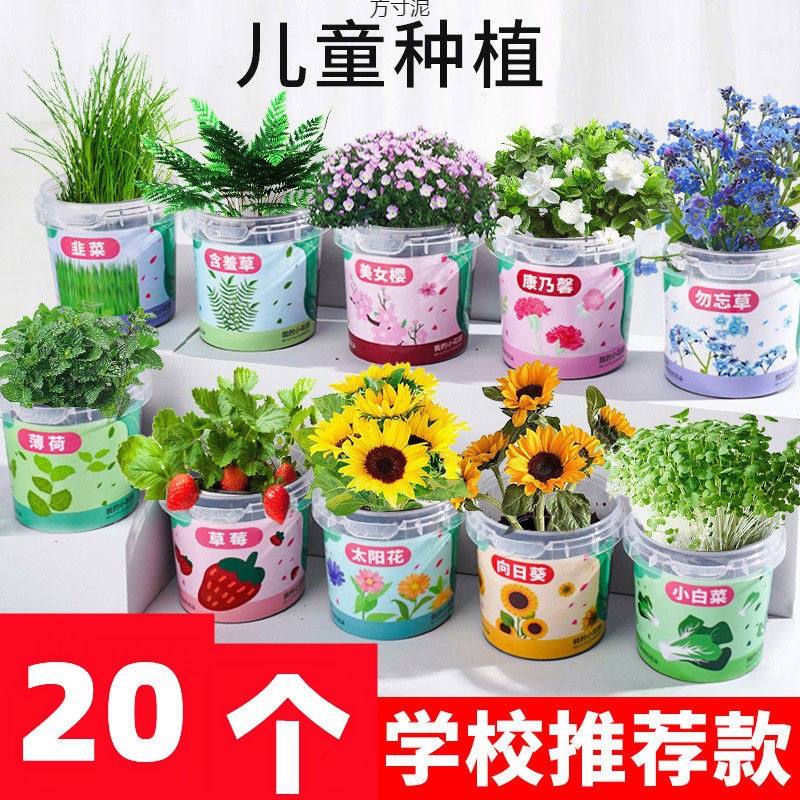 小学生奖品开业绿植小盆栽儿童节幼儿园班分享小礼品工厂一件批发
