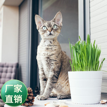 彩包种子小猫草种籽猫食用小麦种子去除毛球猫零食化毛草好种易活