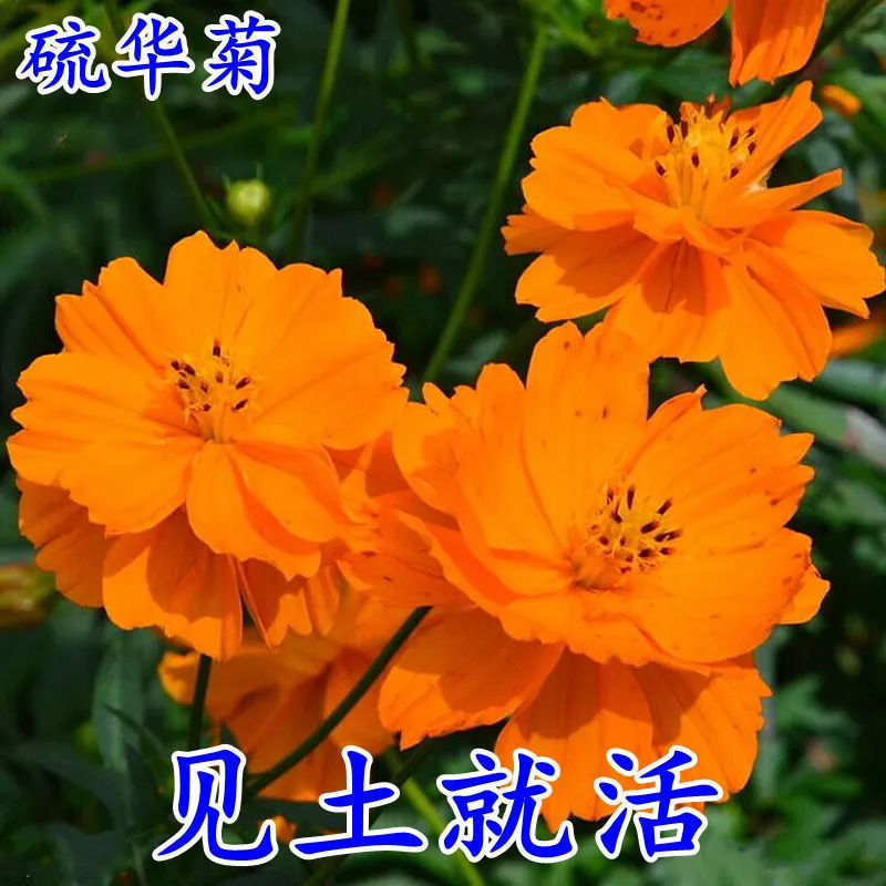 Semillas de flores, semillas de flores.