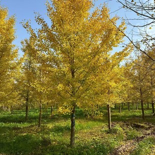 ����y�Ә�������l��Ʒ��ڷ��y�Ә���~��ľ�ͺ�