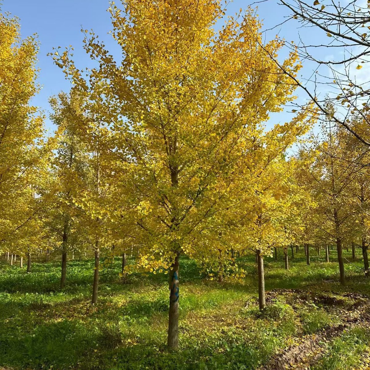 大量供应陕西银杏树 西安苗圃基地银杏树大冠幅效果好易成活
