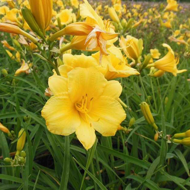 Большой запас больших цветов Хемерокаллис муниципальный двор Дорожный парк озеленение большого количества оптом крупные цветы Гемерокаллис