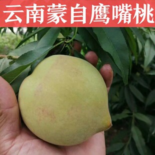 Yunnan Mengzui Peach Peach Peach Red Heart Crispy Sweet Sweet и Sweanting Fruit 5 фунтов фруктов на поколение