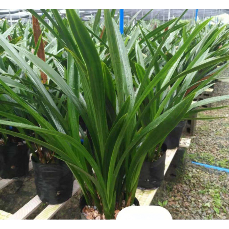 墨兰 企黑 兰花苗 新鲜植物 室内盆栽浓香形兰花 粉鲜色年花