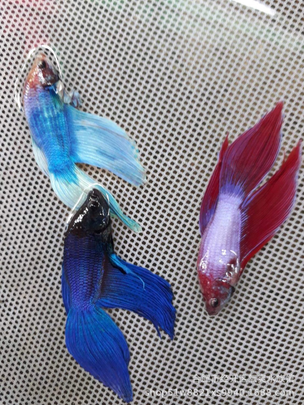 9513d0a1344042b6d0a3c74698e46f