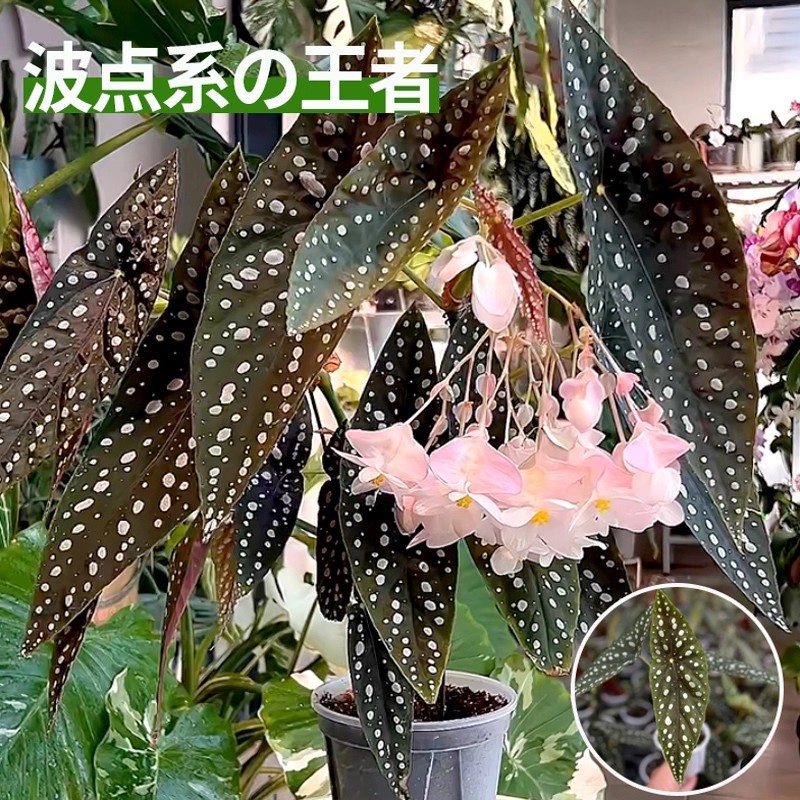 King of the sierra