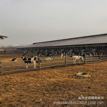 改良牛苗 纯种荷斯坦黑白花奶牛 小牛犊价格 养牛资料