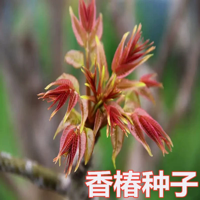Ростки семян Toona sinensis Рассада пшеницы Овощные Ростки Toona sinensis Красное масло Семена Toona sinensis Съедобный год Новое собранное красное масло Дерево Toona sinensis