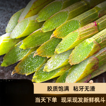 铁皮石斛鲜条新鲜浙江紫皮枫斗干条干花礼盒养生茶500g