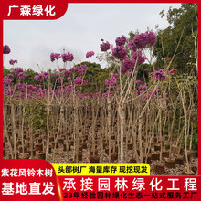 5-7公分紫花风铃木树苗基地 多花风铃木树移植苗 绿化工程花树苗