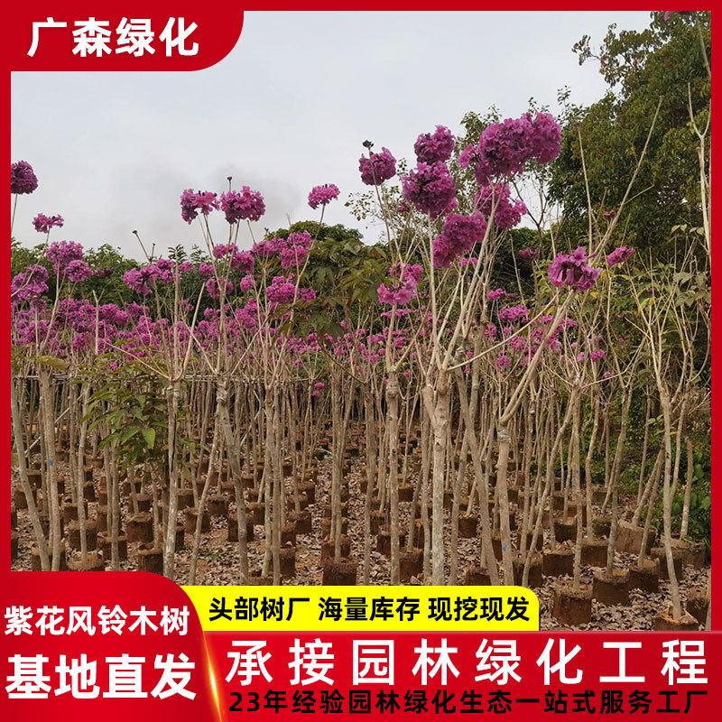 5-7公分紫花风铃木树苗基地 多花风铃木树移植苗 绿化工程花树苗