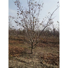 ���ع���ɽ������ ��t�Ӵ���Ǵ������СҎ���Rȫ��