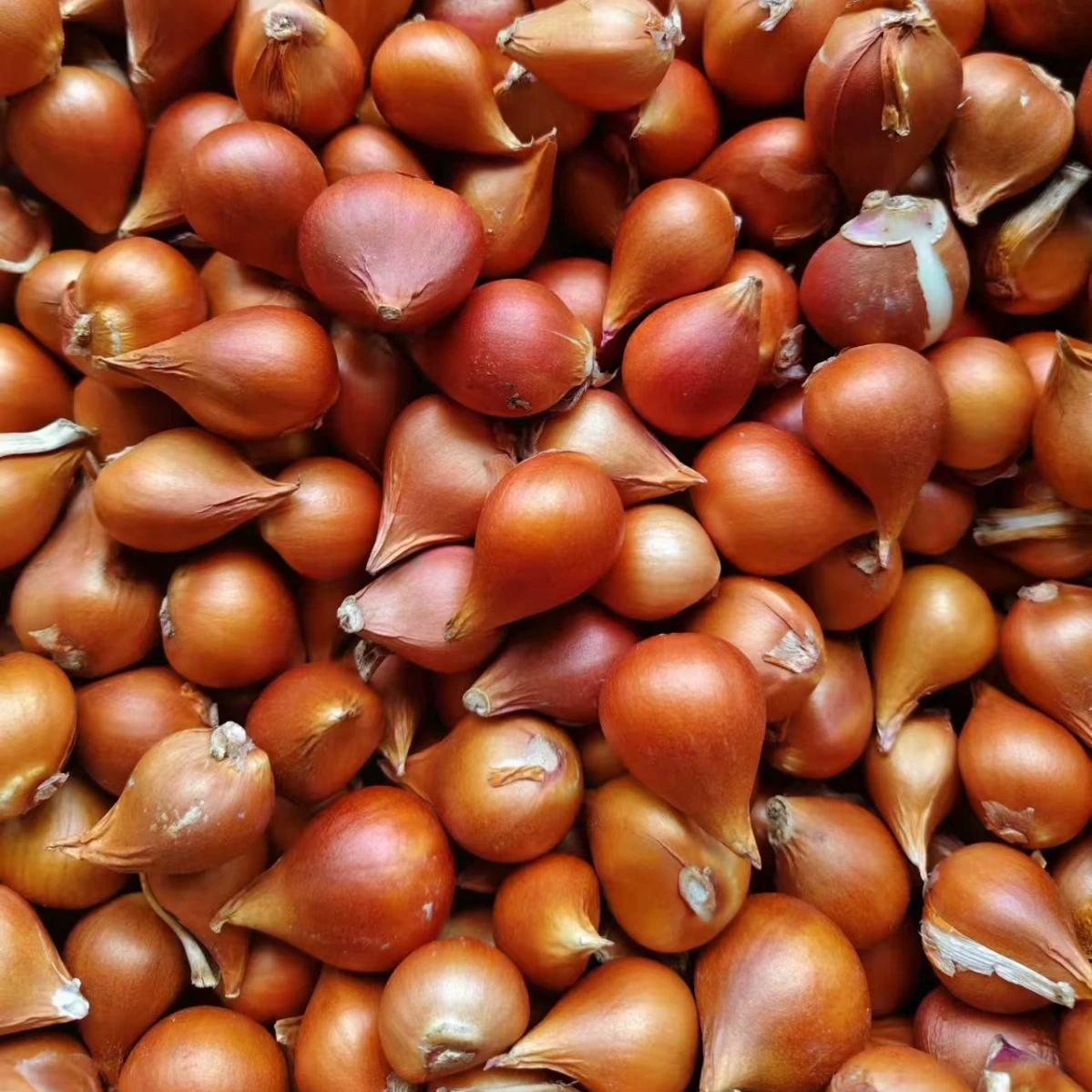 Компания оптом продает семена цветов, многолетние цветочные bulbs (садовые клубеньи), импортированные из Нидерландов, тюльпаны, морозостойкие, для посадки в грунт и в горшках.