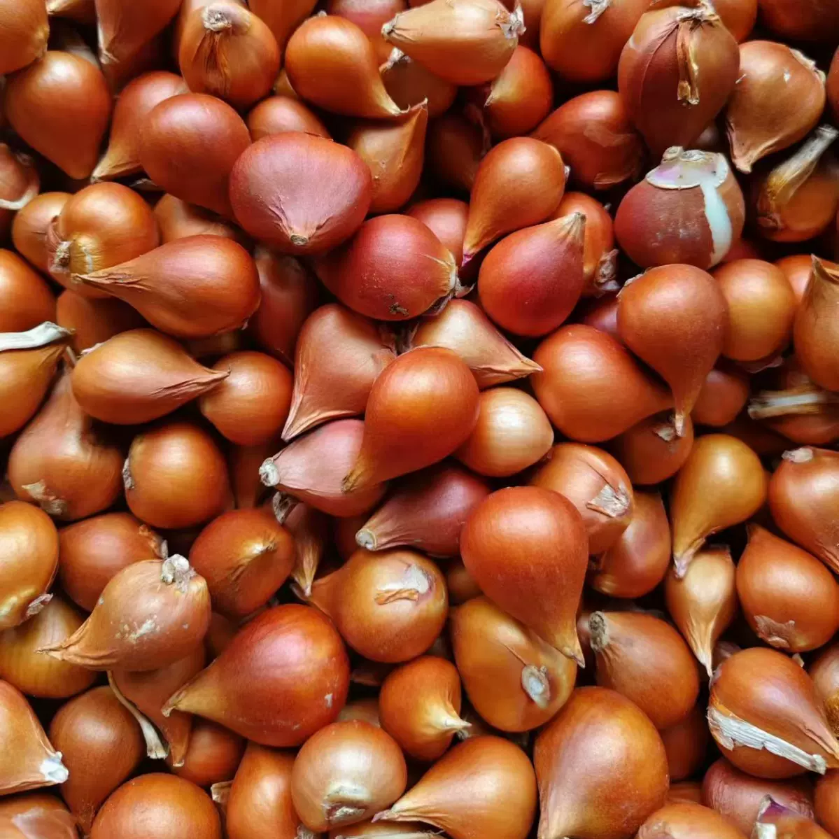 公司批发花海种子多年生花卉种球荷兰进口郁金香种球耐寒地栽盆栽