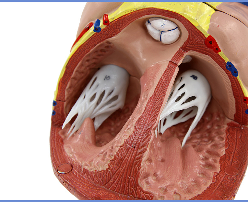 心脏解剖模型_10.jpg