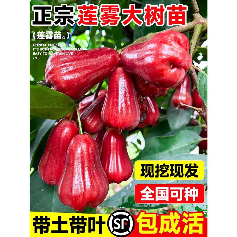莲雾树苗黑金刚黑糖芭比嫁接果苗带叶带土果树南北方庭院地栽盆栽