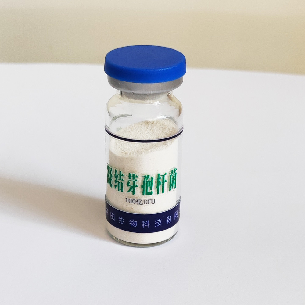 生产加工凝集芽孢杆菌菌种可贴牌OEM代工