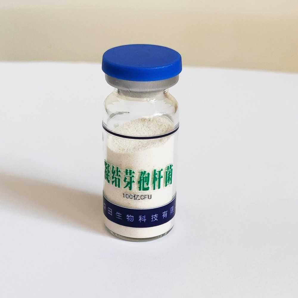 Производство и переработка Bacillus agglutinates штаммов OEM доступны