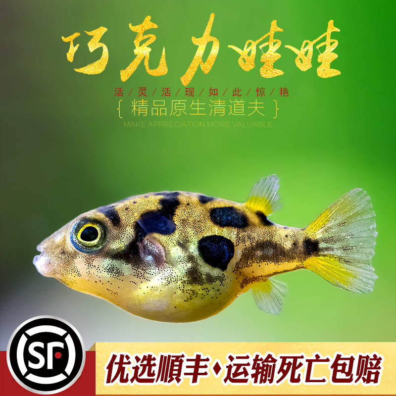 Chocolate Doll Fish Mini Freshwater Pufferfish Is a Good Helper for Removing Snails and Miscellaneous Snails. Cute Pet Tropical Tool Fish Live