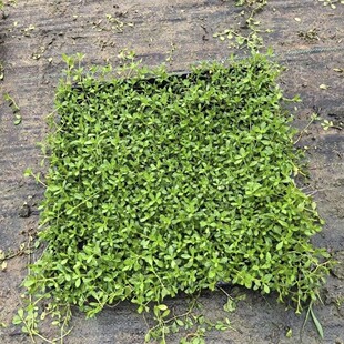 2412B 基地批发 姬岩垂草 50*30筛盆 草块 地被-阿里巴巴