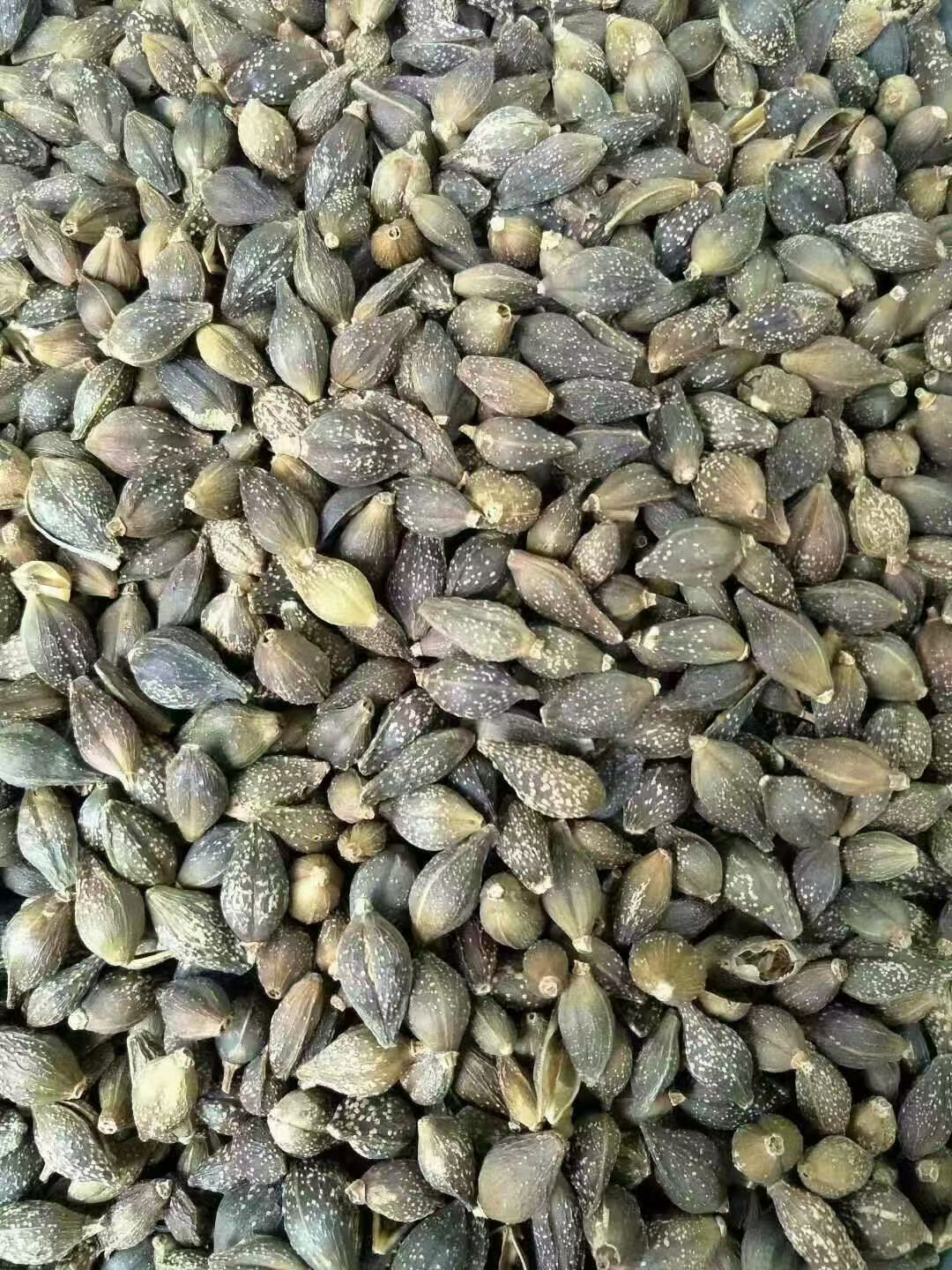 Dried Forsythia Fruit Lian Qiao 500g Selected Grade Sulfur-Free Raw Herb for Decoction and Herbal Tea specifications