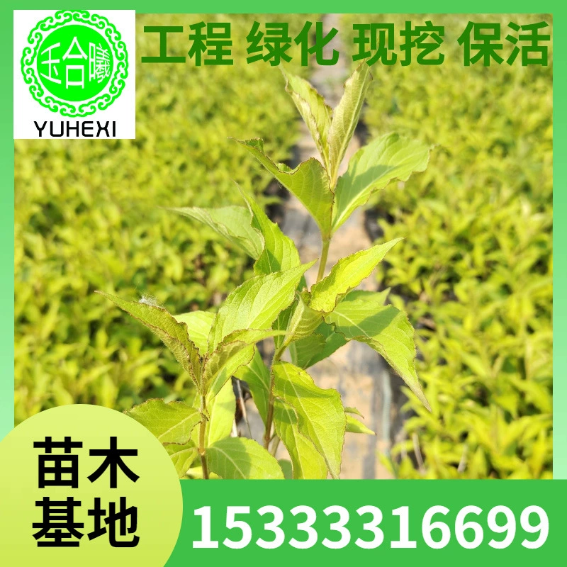 Красный принц Cornus officinalis Красный принц, стакан для рассады, варегатный саженец Cornus officinalis, горшечное растение в форме дерева, Cornus officinalis, зеленый кустарник