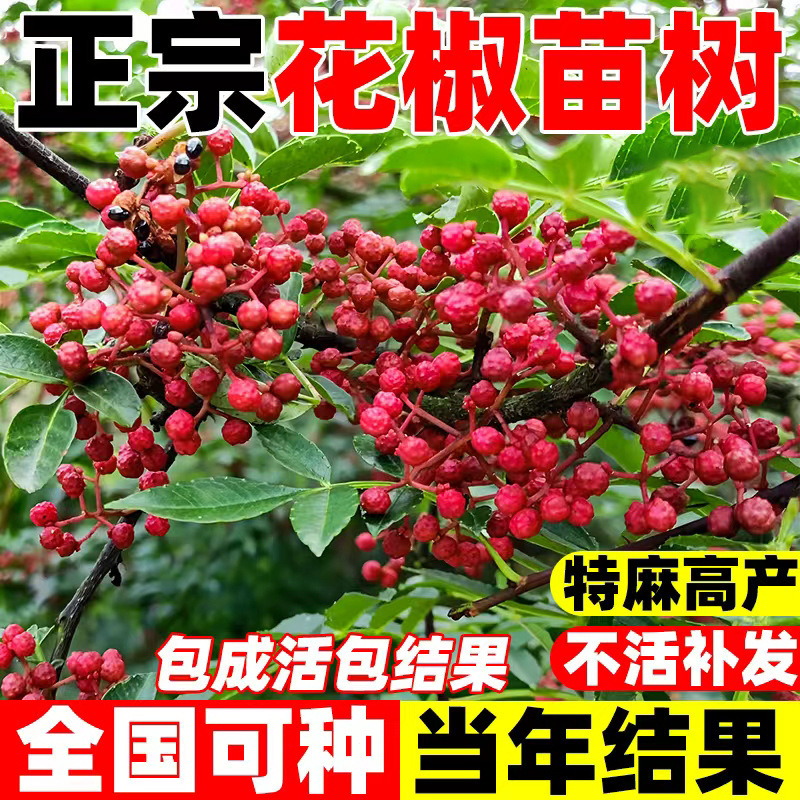 花椒树苗九叶青花椒大红袍花椒果苗果树地栽盆栽带土带叶当年结果