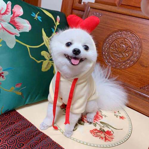 Pet Supplies Wholesale: Cute Cat and Small/Medium Dog Winter/Spring Shoes with Love
