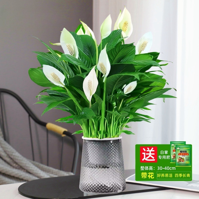 [두인 핫모델] 꽃이 달린 프리미엄 화이트 팜 + 별이 빛나는 화분