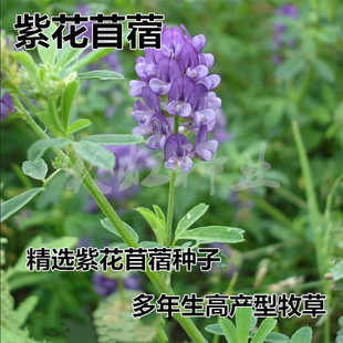 �ϻ���ޣ�N�Ӵ��~��ޣţ�����ʳ��ѿ�����ޣ�����ﲥ