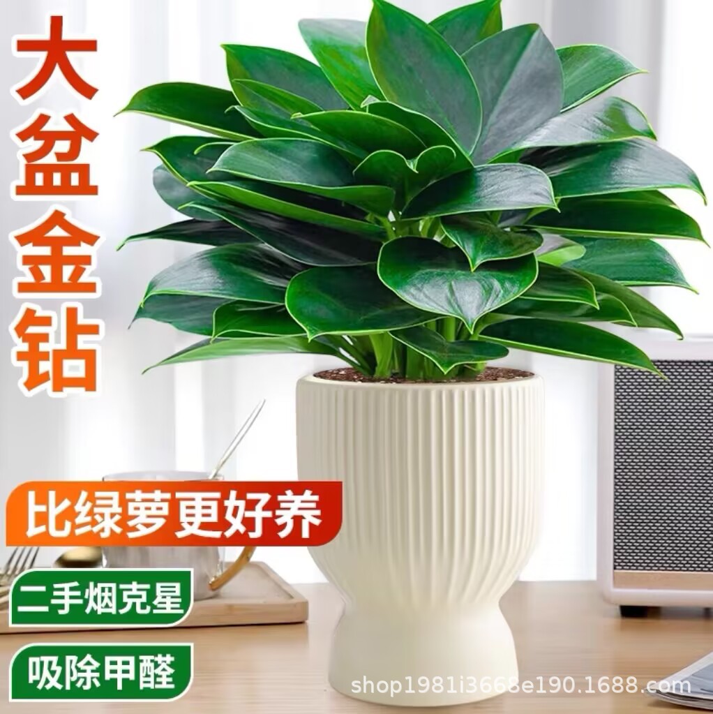 大叶金钻绿公主盆栽四季常青绿植花卉花卉四季常青好养活室内植物