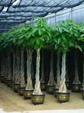 ���������Ի��܎������Gֲ�������ļ��_��������ó��vֲ���辰��