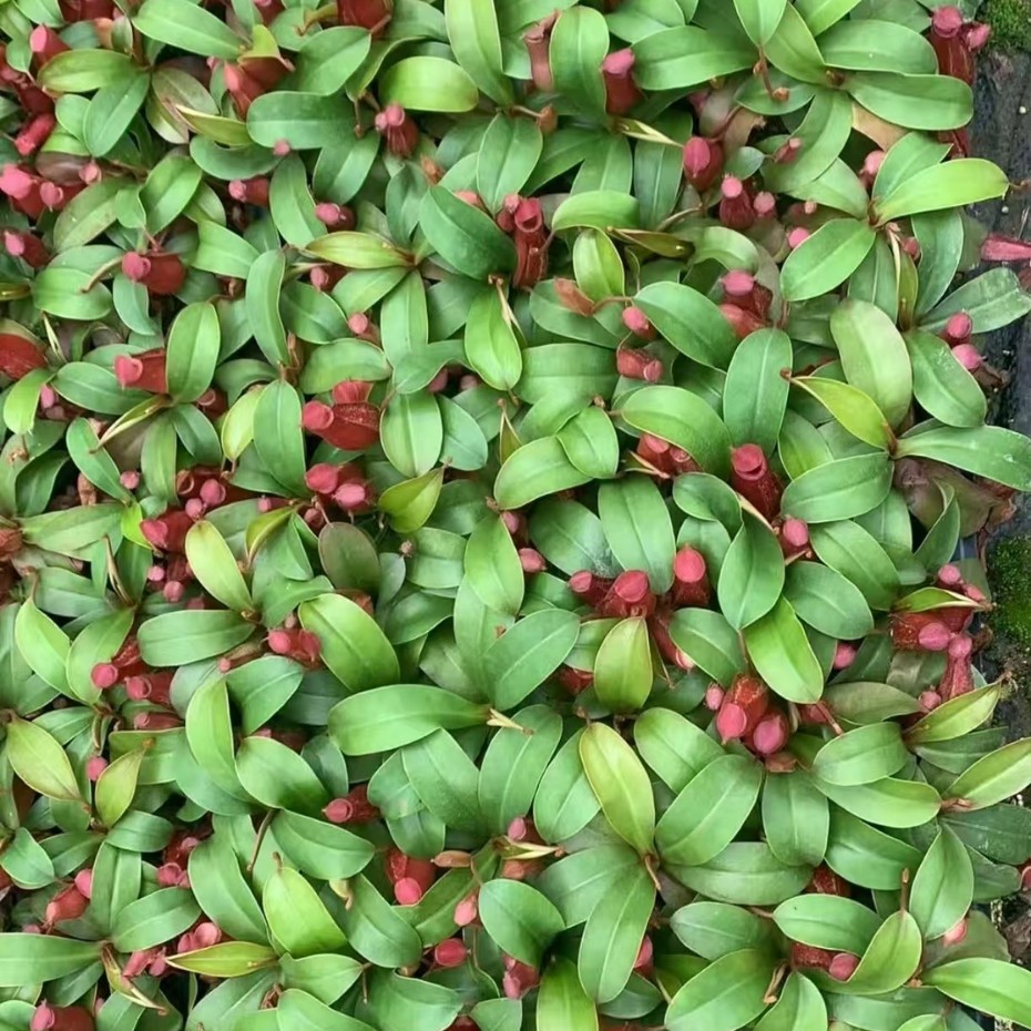红玛丽猪笼草基地直销网红盆栽食虫草