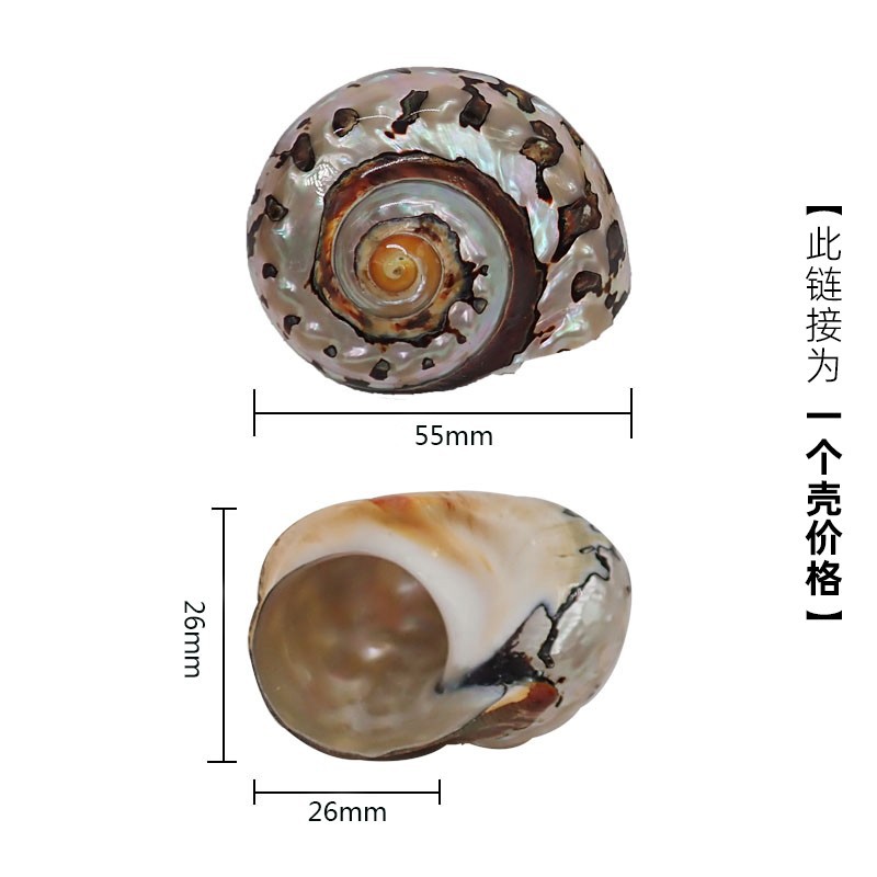 5cm 게에 적합한 x17 남아프리카 달팽이