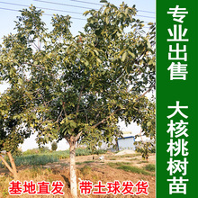 ����Ҙ����ر�Ƥ8518�޽Ӽ�Ƥ���������Ե����ϱ����Nֲ����Y��