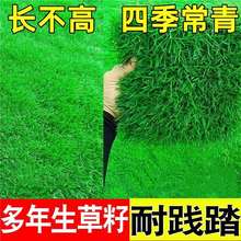 草坪种子矮生四季青草坪草籽庭院绿化四季常青护坡草种子免修剪花