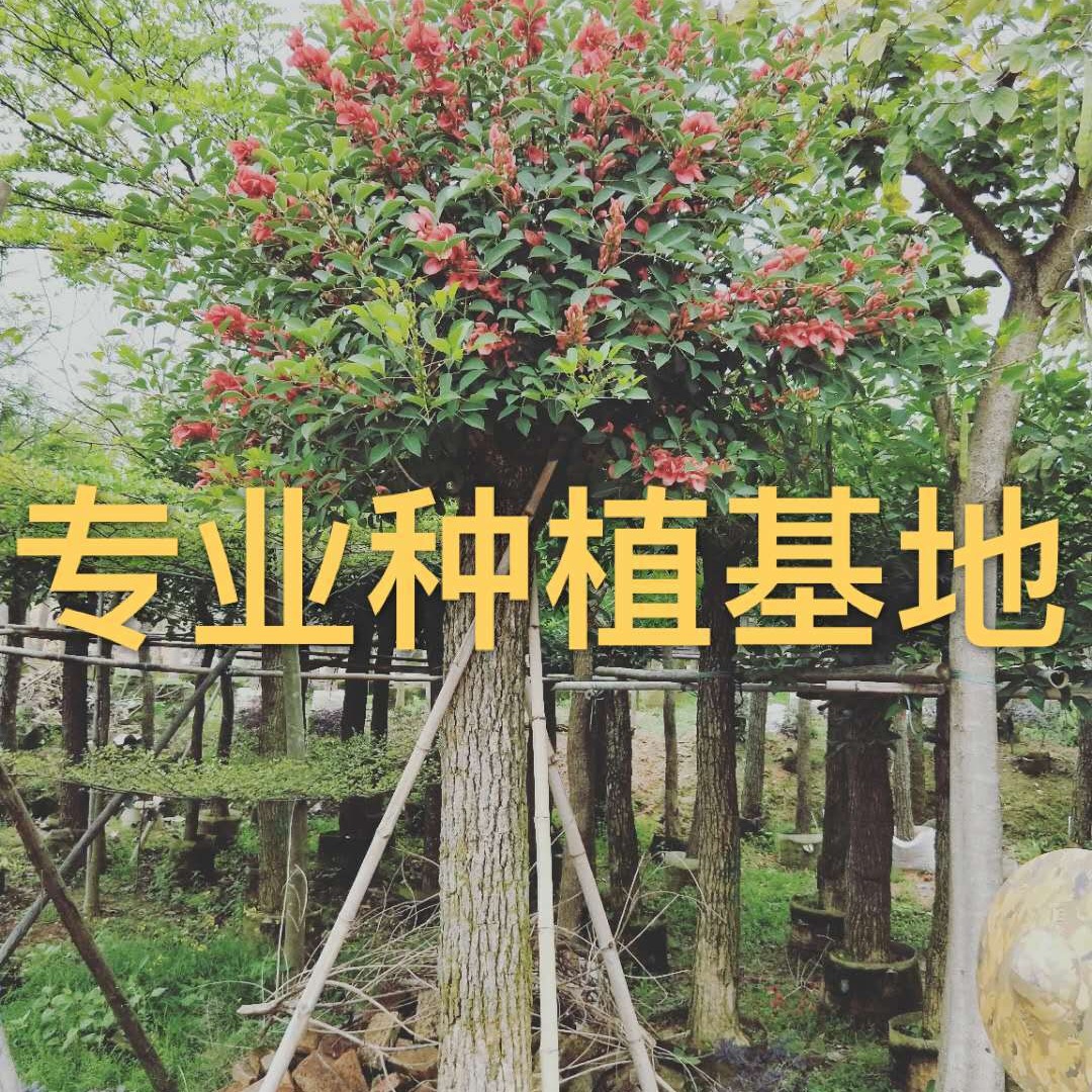 鸡冠刺桐批发 象牙红价格 福建鸡冠刺桐 供应云南鸡冠刺桐