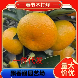 南丰蜜桔苗南北方庭院地栽柑橘苗带土盆栽嫁接桔子树果苗当年结果