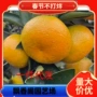 嫁接庭院盆栽地栽果苗