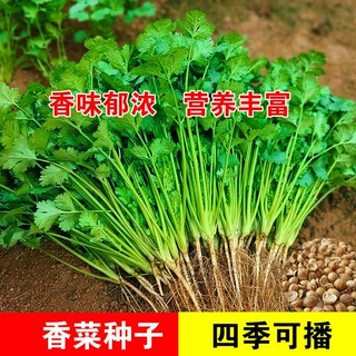 大叶香菜种子四季蔬菜种子大全菜种子开春种子大叶波菜种子