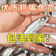 翘嘴鱼苗大白条小鱼苗米级翘嘴红鲌苗活体淡水养殖食用翘壳鱼苗批