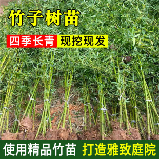 ������ͥԺ����Ժ��ֲ�ﱱ���^�p�����������S�����_�h���ļ��Gֲ